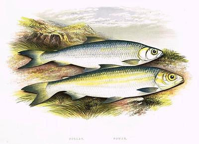Houghton's "British Fresh-Water Fishes" - "POLLAN & POWAN" Chromo -1879