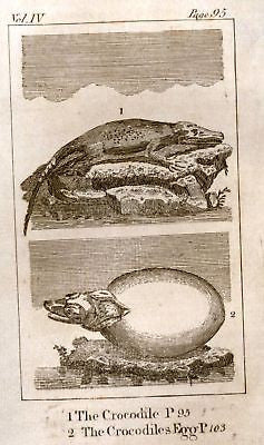 Goldsmith's Animated Nature - 1795 - REPTILE  - CROCODILE