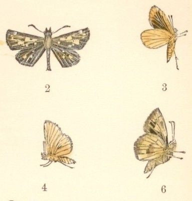 Maynard's N. American Butterflies -1891- ERYCIDES URANI - Hand Colored