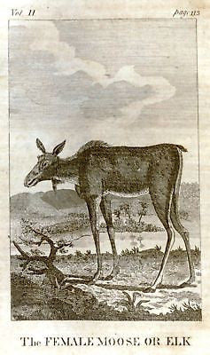 Goldsmith's Animated Nature -1795- ANIMAL - "THE MOOSE"