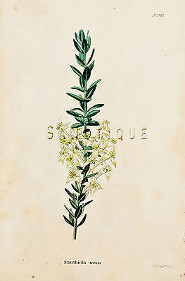 Loddiges Flower - "STRUTHIOLA OVATA" - Hand Colored Engraving - 1818