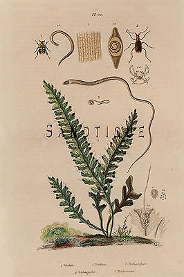 ANTIQUE INSECT PRINT