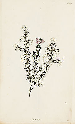 Loddiges Flower - "ERICA VARIA" - Hand Colored Engraving - 1818