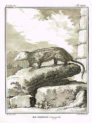 De Seve's Animals - "LE SARIGUE A LONGS POILS"- Copper Engraving - 1760