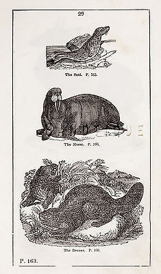 "HISTORY OF THE EARTH" by Goldsmith -1810- THE  SEAL, THE MORSE & THE BEAVER - Sandtique-Rare-Prints and Maps
