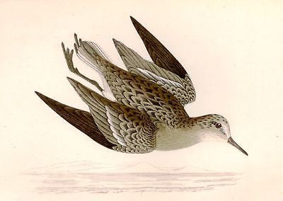 Morris's Hand Colored Bird Engraving - 1865 - DIVING BIRD