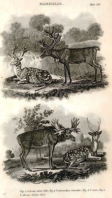 "Animated Nature" by Goldsmith -1838- DEER & MOOSE - Sandtique-Rare-Prints and Maps