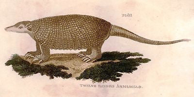 Shaw's General Zoology - Hand-Colored - 1800 - ARMADILLO
