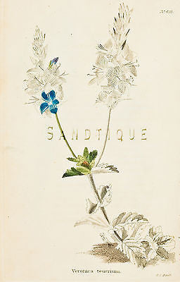 Loddiges Flower - "VERONICA REUCRIUM" - Hand Colored Engraving - 1818