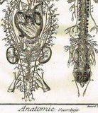 Diderot's Enclyclopedie - ANATOMIE, NEUROLOGIE  (NEUROLOGY) - c1750