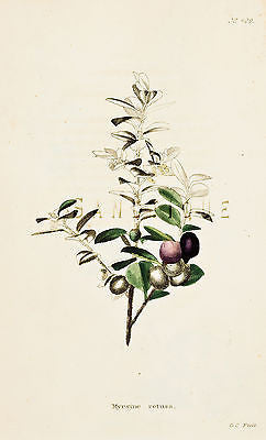 Loddiges Flower - "MYRSINE RETUSA" - Hand Colored Engraving - 1818