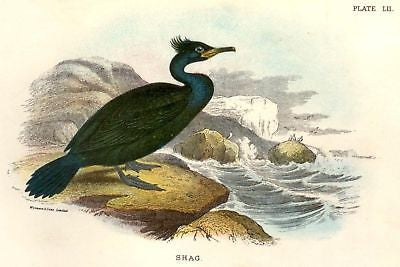Sharpe's Birds of Great Britain - Chromo - 1896 - SHAG