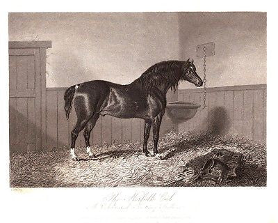 The Sporting Magazine's - THE NORFOLK COB by Hacker - Steel Engraving - 1868