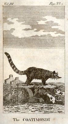 Goldsmith's Animated Nature - 1795 - ANIMAL - COATIMONDI