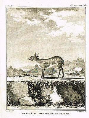 De Seve's Animals - "MEMINA DE CELON"- Copper Engraving - 1760