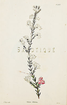 Loddiges Flower  - "ERICA OBTUSA" - Hand Colored Engraving - 1818