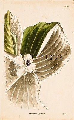 Loddiges Flower - Hand Colored Engraving - 1818 - EPIPACTIS LATFOLIA