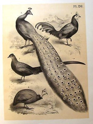 Studer's Birds - 1878 - PHEASANT TURKEY & ROOSTER - Tinted Litho