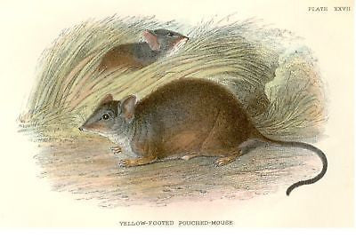 Lloyd's Chromo - 1896 - YELLOW-FOOTED POUCHED MOUSE