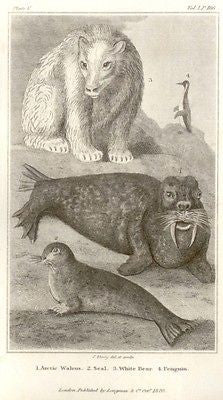 Bingley's Animals - 1820 - WALRUS, SEAL, BEAR & PENGUIN