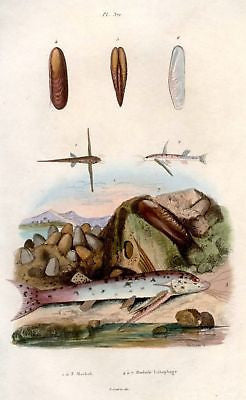 Guerin's Sea Creatures - 1836 - Hand-Colored Engraving - MOCHOK