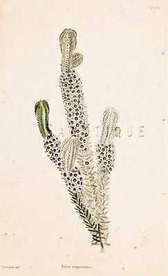 Loddiges Flower - Hand Colored Engraving - 1818 - ERICA EMPETROIDES