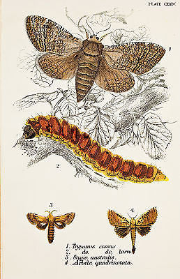 KIRBY BUTTERFLIES & MOTHS- "TRYPANUS COSSUS" Chromo Print - 1896