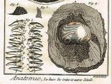 Diderot's Enclyclopedie - ANATOMIE, LA BASE DU CRANE ET AUTRES DETAILS - c1750