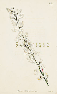 Loddiges Flower - "SPARTIUM MULTIFLORUM" - Hand Colored Eng. - 1818