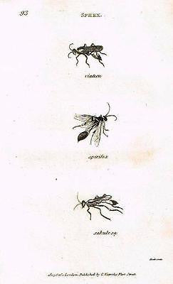 BUFFON'S ANTIQUE INSECT PRINT