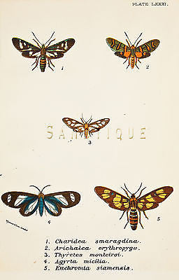 KIRBY BUTTERFLIES - "CHARIDEA SMARAGDINA" Chromo - 1896