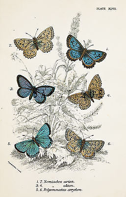 KIRBY BUTTERFLIES - NOMIADES ARION - Chromo - 1896