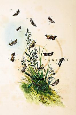 Humphrey's' "British Butterflies" - Plate 59 - Hand-Colored Litho - 1841