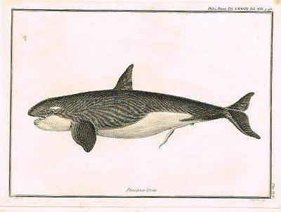GRAMPUS FISH (24 FEET)  - from  Palmer's "Works of John Hunter"-1837