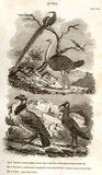 Nickolson's Encyclopedia -1819- OSTRICH, IBIS & VULTURE - Antique Print