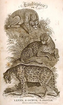 Cooke's Animals - Copper Engraving - 1812 - LYNX & JAGUAR