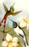 Kirby's Birds - Hand-Colored -1872- HUMMING BIRD - Chromolithograph