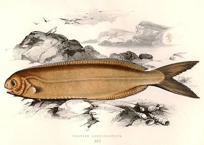 Couch's Island Fish - Hand - Colored -1868- CORNISH CENTROLOPHUS