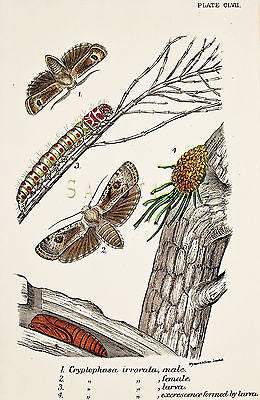 KIRBY BUTTERFLIES - "CRYPTOPHASA IRRORATA" Chromo Print 1896