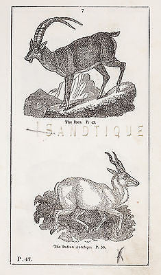 "HISTORY OF THE EARTH" by Goldsmith - 1810 - THE IBIX & THE INDIAN ANTELOPE - Sandtique-Rare-Prints and Maps