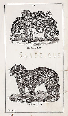 "HISTORY OF THE EARTH" by Goldsmith -1810- THE OUNCE & THE JAGUAR - Sandtique-Rare-Prints and Maps