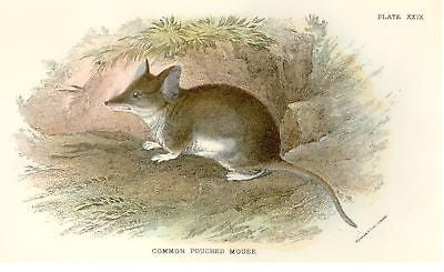 Lloyd's Chromolithograph - 1896 - COMMON POUCHED MOUSE