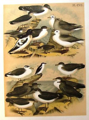 Studer's Birds -1878- FULMAR SHEERWATER & PETREL - Tinted Litho