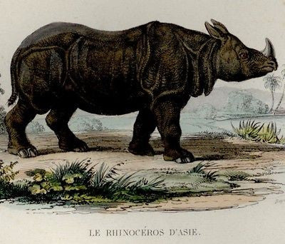 Lacepede's Histoire - H/C Litho -1844- HIPPOPOTAMUS & RHINOCEROS
