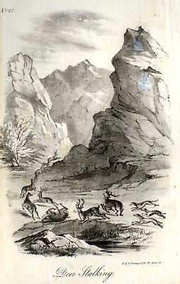 "Animated Nature" by Goldsmith -1838- DEER STALKING - Sandtique-Rare-Prints and Maps