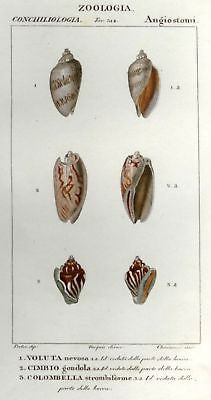 Batelli's Hand-Colored Engraved Seashells -1830- VOLUTA