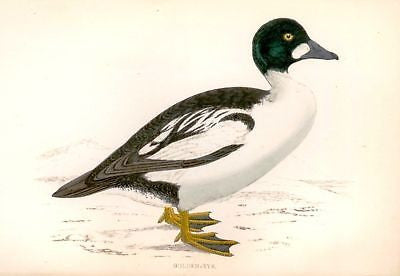Morris's Hand Colored Bird Engraving - 1865 - GOLDEN EYE