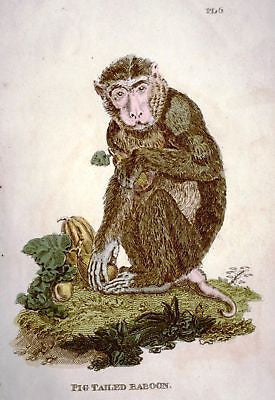 Shaw's General Zoology COLORED - 1800 - PIG TAILED BABOON