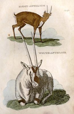Shaw's General Zoology - COLORED - 1800 - PIGMY ANTELOPE