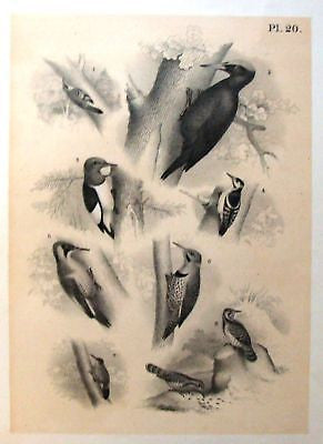 Sandtique Antique Bird Prints